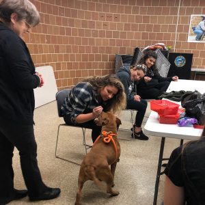 Volunteering at Chicago Animal Care and Control